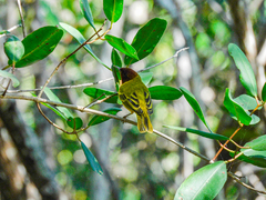 Setophaga petechia xanthotera
