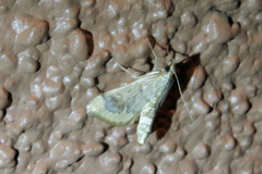 Loxostege typhonalis