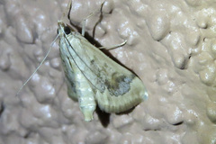 Loxostege typhonalis