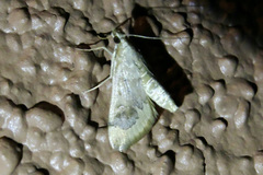 Loxostege typhonalis