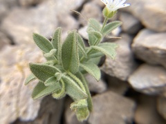 Stellaria americana