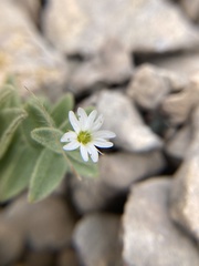 Stellaria americana