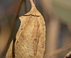 Hemiphonus