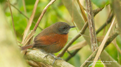 Synallaxis erythrothorax