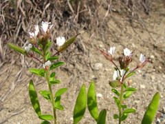 Polanisia dodecandra dodecandra