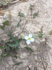 Nerisyrenia camporum