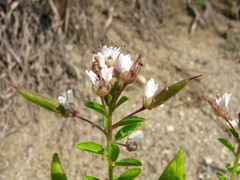 Polanisia dodecandra dodecandra