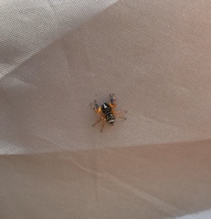 Zenodorus metallescens