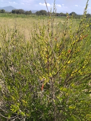 Anisacanthus quadrifidus