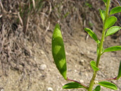 Polanisia dodecandra dodecandra