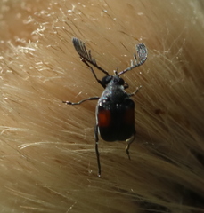 Megacerus discoidus