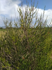 Anisacanthus quadrifidus