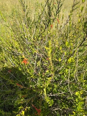 Anisacanthus quadrifidus