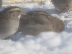 Zonotrichia albicollis