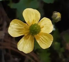 Ranunculus sierrae-orientalis