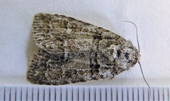 Acronicta tristis