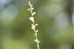 Desmodium sessilifolium