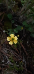 Ranunculus sierrae-orientalis