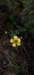 Ranunculus sierrae-orientalis