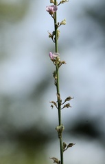 Desmodium sessilifolium