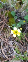 Ranunculus sierrae-orientalis