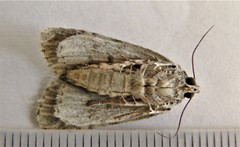 Acronicta tristis