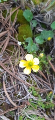 Ranunculus sierrae-orientalis