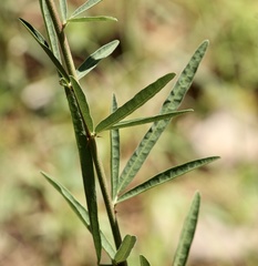 Desmodium sessilifolium