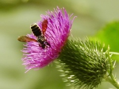 Megachile