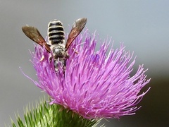 Megachile