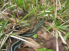 Thamnophis sirtalis similis