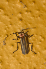 Discodon plicatum