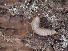 Allacrotelsa spinulata