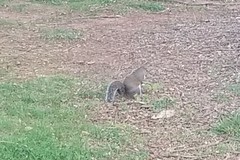 Sciurus carolinensis