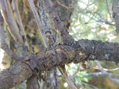 Cronartium ribicola