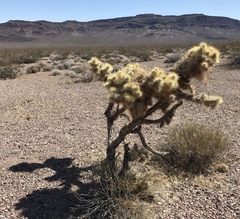 Campylorhynchus brunneicapillus