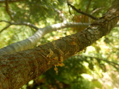 Cronartium ribicola