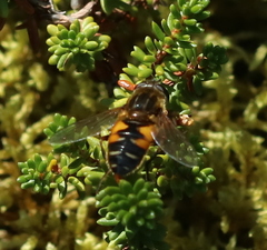 Helophilus lapponicus