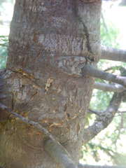 Cronartium ribicola