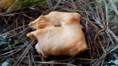 Hydnum melleopallidum