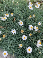Argyranthemum