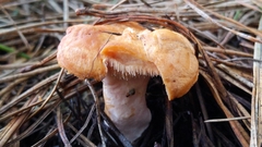 Hydnum melleopallidum