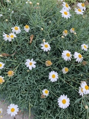 Argyranthemum