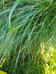 Carex secta