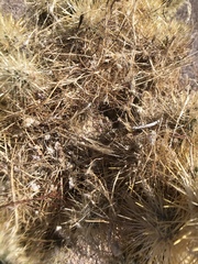 Campylorhynchus brunneicapillus