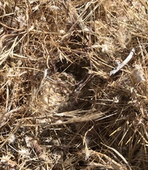 Campylorhynchus brunneicapillus