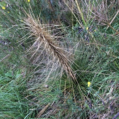 Aciphylla subflabellata