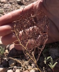 Eriogonum nidularium