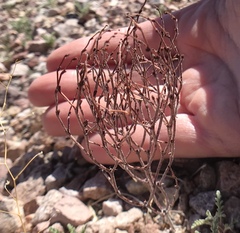 Eriogonum nidularium