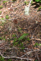 Neottia banksiana